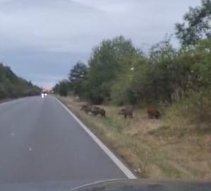 Tlupa prasete divokého u silnice